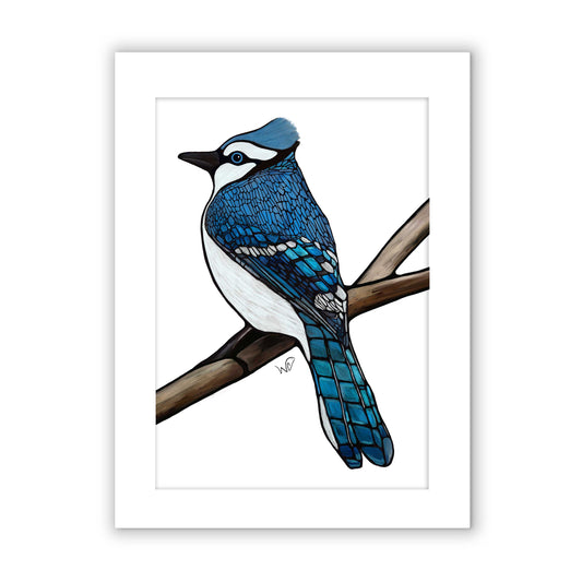 Signed & Matted Print - Blue Jay - Unperfekt-Studios
