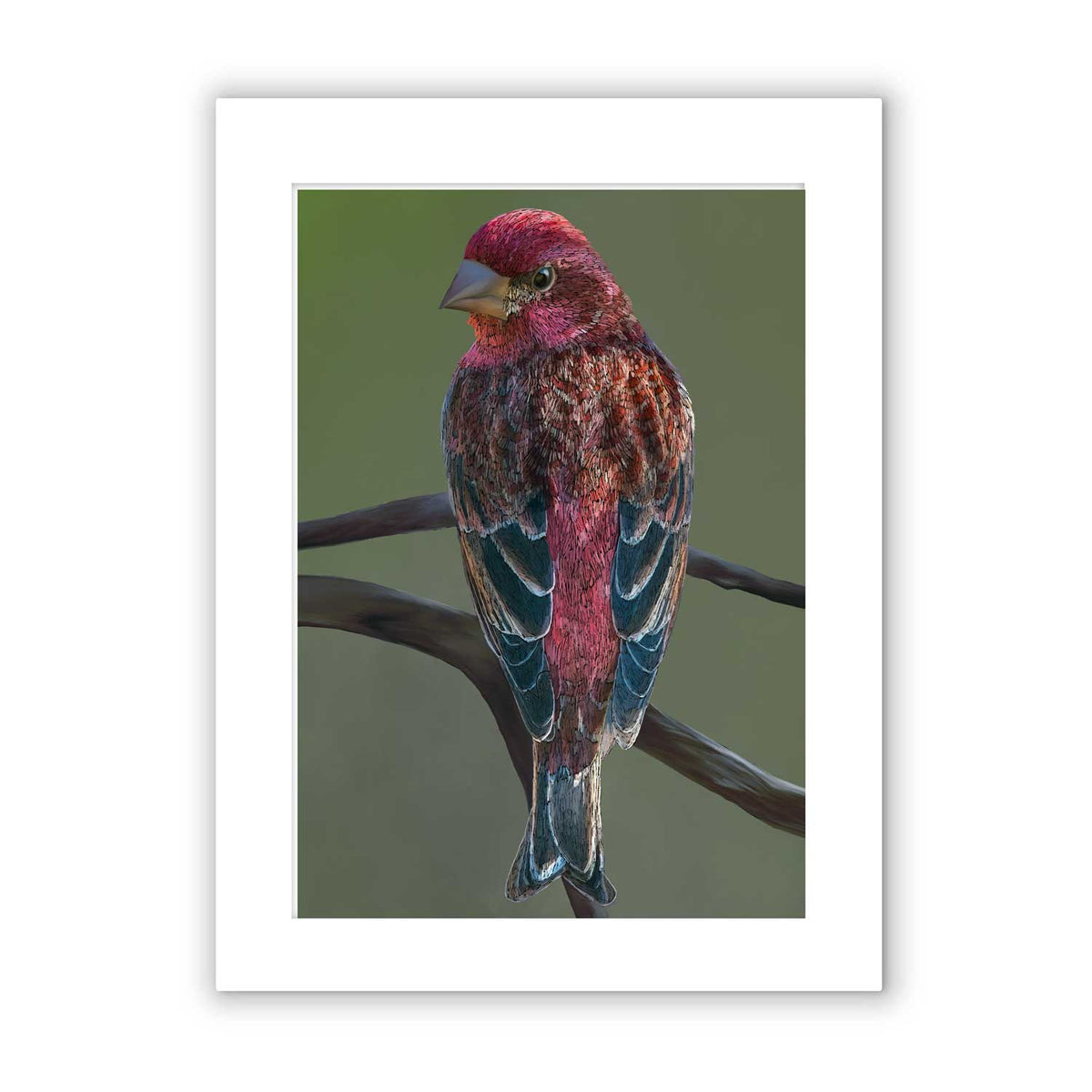 Signed & Matted Print - Purple finch