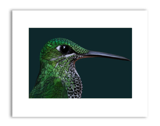 Signed & Matted Print - Green Crowned Brilliant Hummingbird