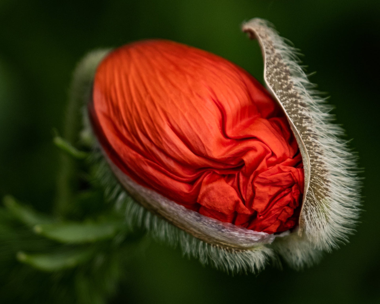 Poppy #3 - Monique Campbell