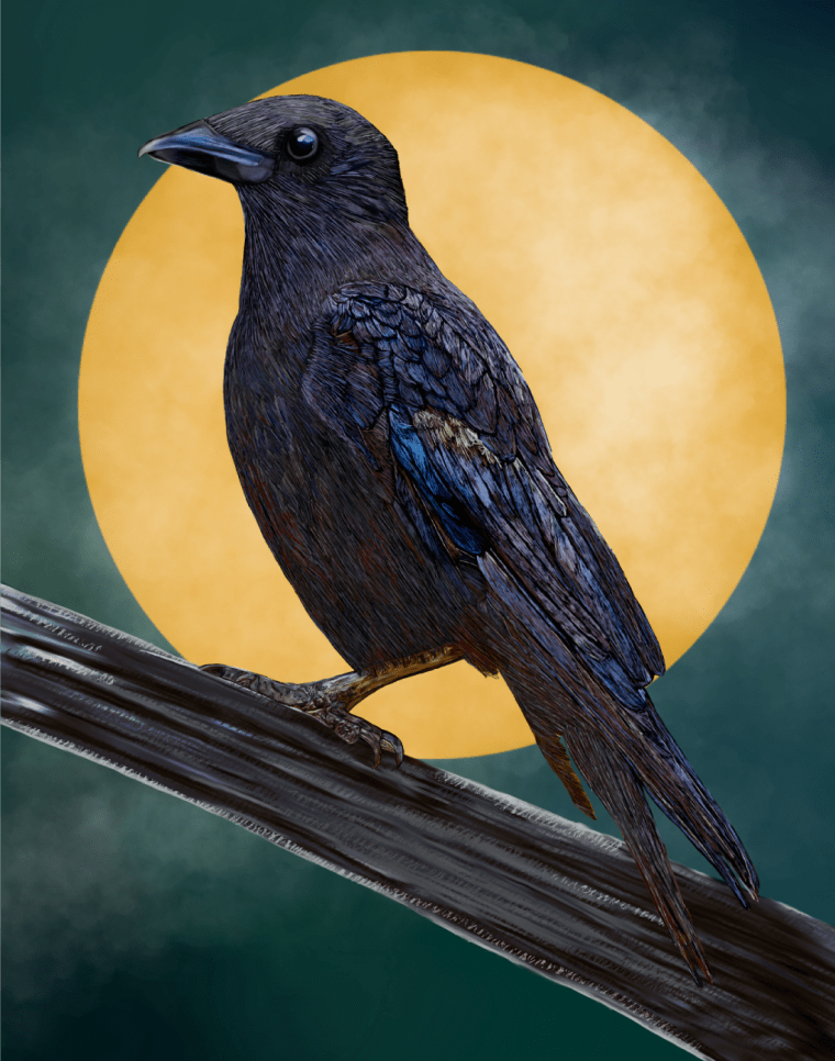Vinyl Sticker - American Crow