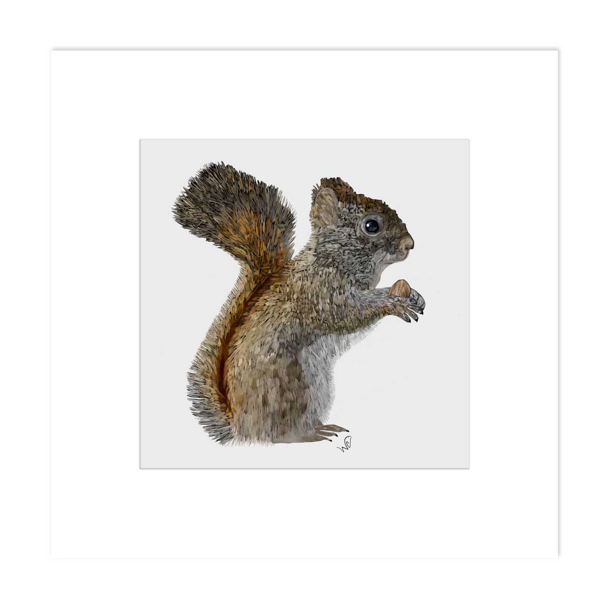 Signed & Matted Print - American Red Squirrel - Unperfekt-Studios