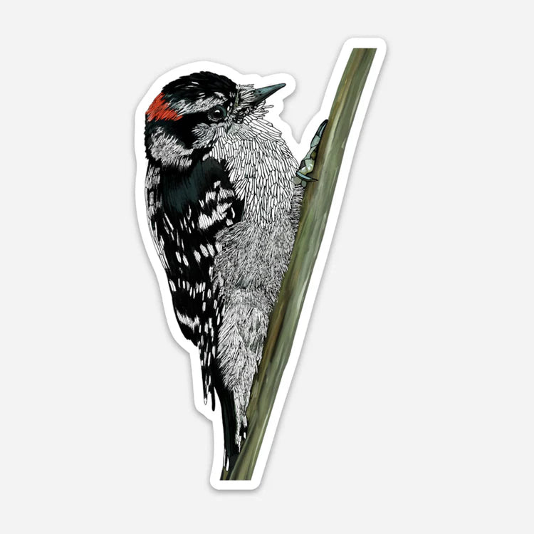 Fridge Magnet - Downy Woodpecker - Unperfekt-Studios