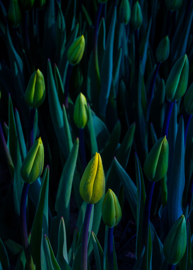 Photographic Print, In The Midnight Garden - Monique Campbell