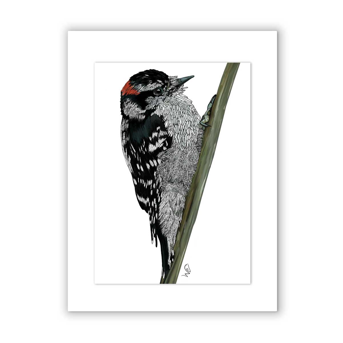 Signed & Matted Print - Downy Woodpecker