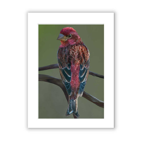 Signed & Matted Print - Purple finch