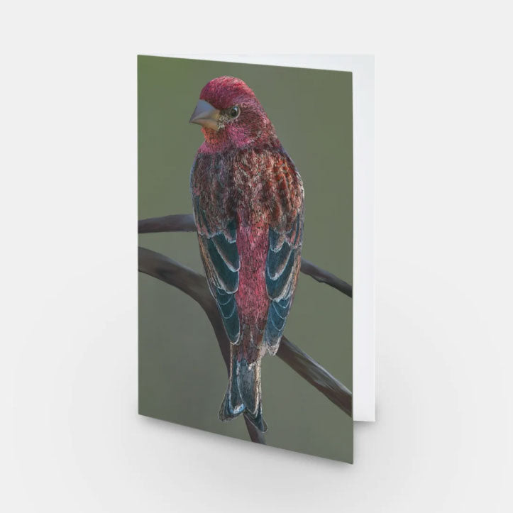 Greeting Card - Purple Finch