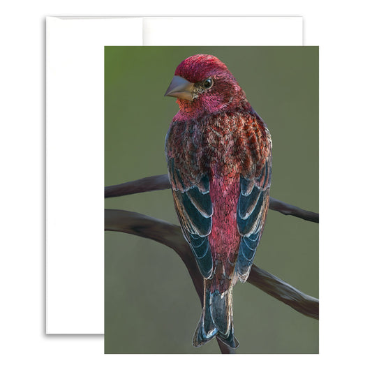 Greeting Card - Purple Finch