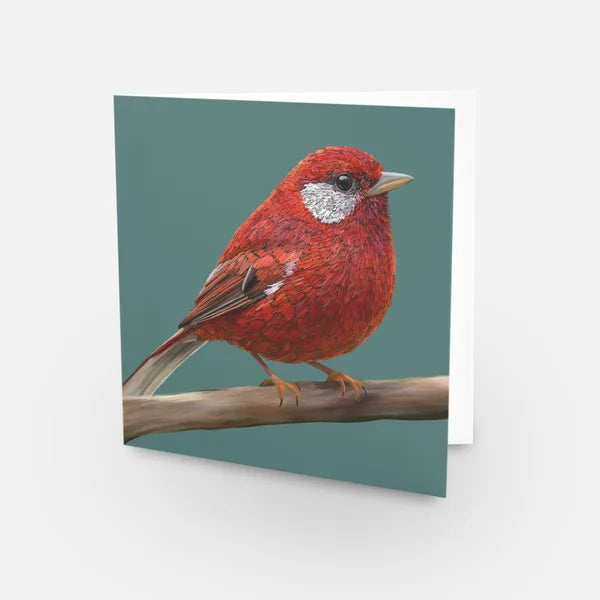 Greeting Card - Red Warbler