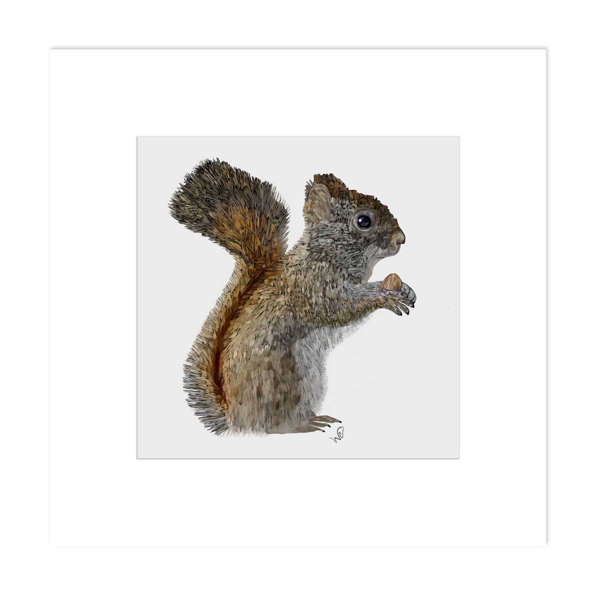 Signed & Matted Print - American Red Squirrel