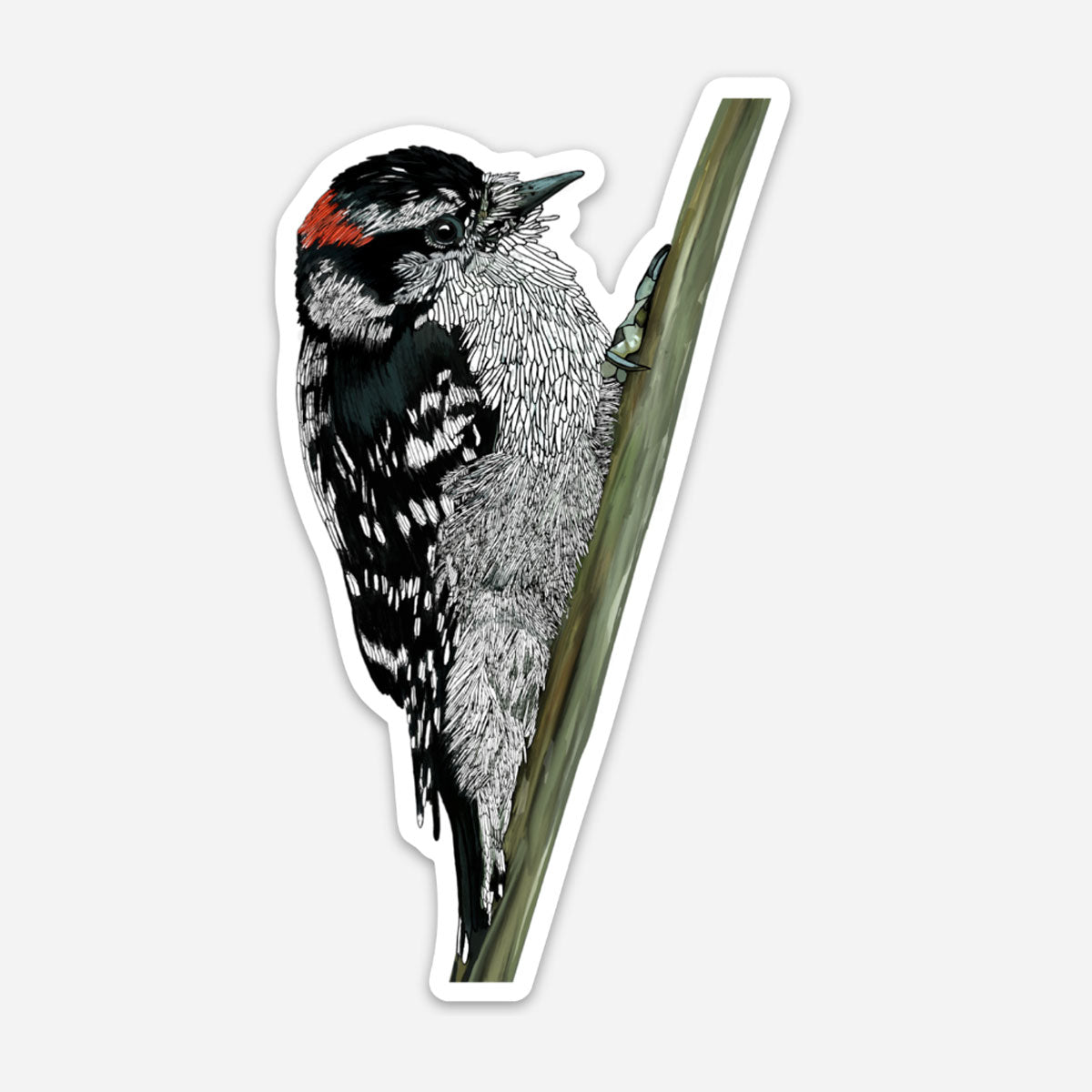 Vinyl Sticker - Downy Woodpecker