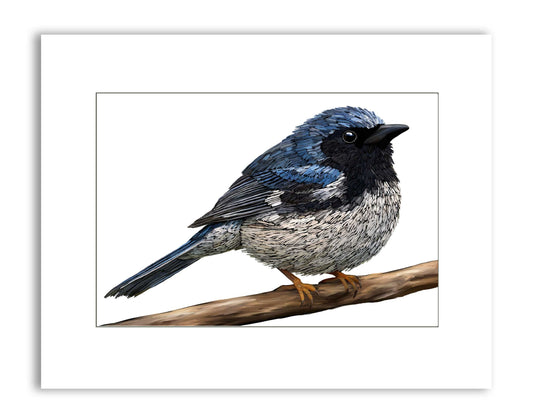 Signed & Matted Print - Black-Throated Blue Warbler