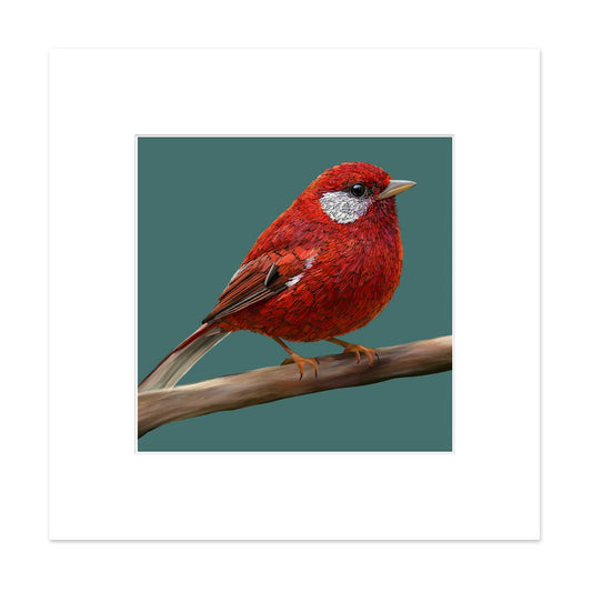 Signed & Matted Print - Red Warbler